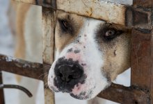 Места для отловленных собак закончились в приютах Павлодара