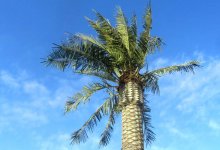 Пальмы начали осыпаться на набережной Актау