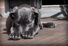 Отловленные собаки погибают в питомнике Шымкента – зоозащитники