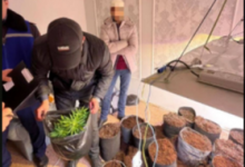 Домашнюю наркоферму ликвидировали в Актау