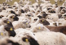 Вспышка оспы овец выявлена на востоке Казахстана