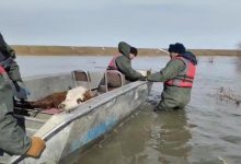 Домашний скот эвакуировали на лодках в Актюбинской области