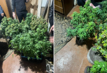 За выращивание анаши в собственном доме задержан житель Алматы