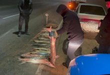 Более 120 килограммов осетра изъяли полицейские в Мангистау