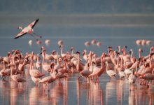 Красота природы: тысячи розовых фламинго запечатлели на видео в Мангистау
