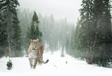 Редких птиц и снежного барса засняла фотоловушка в природном парке Восточного Казахстана