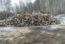 Древесину на 700 тысяч тенге незаконно порубил акмолинец