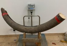 Россиянин нелегально привез бивни мамонта в Казахстан