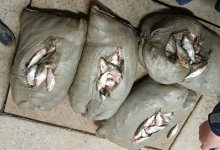 Свыше 200 килограммов рыбы изъяли у местных жителей в Кызылординской области