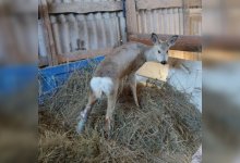 Участковый и егерь спасли косулю в Костанайской области