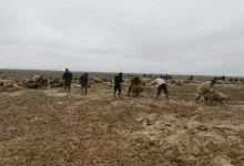 Две тысяч голов овец спасли из грязевой массы в Алматинской области