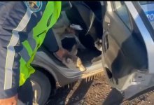 Забежавшую в город косулю спасли костанайские полицейские