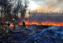 Камыш выгорел на берегу реки в Атырау