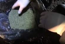 Более 40 килограммов марихуаны изъяли полицейские Актобе