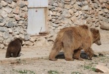 Медвежонок родился в зоопарке Шымкента