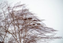 Очень сильный ветер ожидается в регионах Казахстана 2 апреля