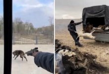 Кадры отстрела собак в Жанаозене попали в сеть