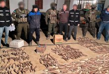 Более 100 килограммов рогов сайги изъяли у жителя Кызылординской области