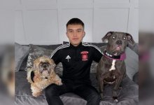 Подросток вытащил из горящего дома собак бабушки и дедушки в Великобритании