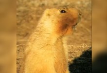 Очаровательный грызун попал в объектив баянаульского фотографа