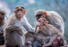 Девочка разбила вольер с обезьянами в зоопарке Шымкента