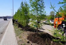 Больше 10 тысяч деревьев планируют высадить во время экомесячника в Астане