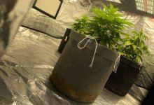 Марихуану на съемных квартирах выращивали братья из Актау