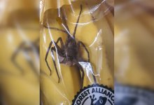 Гигантскую паучиху нашел в купленной связке бананов житель Великобритании