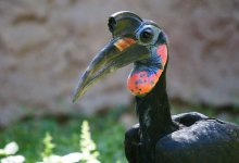 Умер старейший житель Алматинского зоопарка