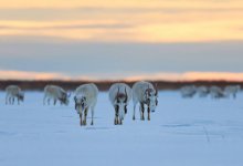 Когда стартует авиаучет сайгаков в Казахстане