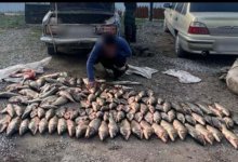 Браконьеров с сотней килограммов рыбы задержали в Туркестанской области