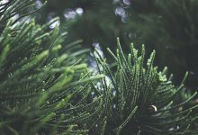 Куда делись ели, посаженные по улице Алиева в Астане