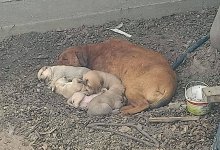 Полиция проверяет причастность питбуля к гибели жителя Жетысу