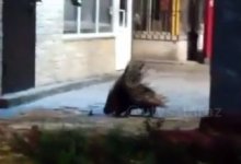 Дикобраз пришел в Тараз (ВИДЕО)