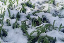 Снег, дождь и метель сохранятся в Казахстане 17 апреля