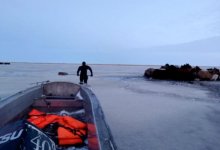 Табун из 100 лошадей едва не погиб в Акмолинской области