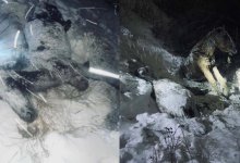 Семь лошадей попали под поезд в Павлодарской области