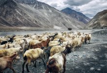 Спасатели нашли двух пастухов в степи Костанайской области