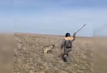 Мужчина до смерти забил цепью волка в Актюбинской области (ВИДЕО)