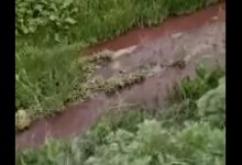 Водой с кровью из убойных пунктов поливают поля в Туркестанской области (ВИДЕО)