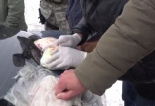 Канал поставки "синтетики" выявили в Актобе