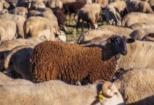 Совет на миллион: послушав продавца ветаптеки, фермер лишился целого стада овец в Туркестанской области