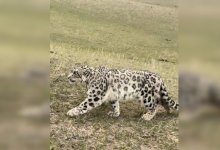 Обессиленного снежного барса нашел пастух в Алматинской области (ВИДЕО)