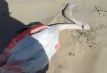 Стала известна предварительная причина гибели фламинго у села в Мангистау