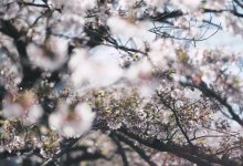 До 33 градусов потеплеет на юге Казахстана