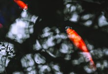 Более 400 килограммов карася погибло в селе Костанайской области