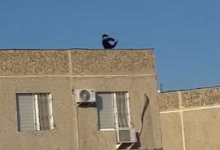 Бросают камни с крыши: подростки-хулиганы попали на видео в Актау