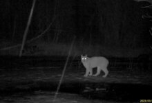 Туркестанская рысь попала в фотоловушку нацпарка в Жетысу (ВИДЕО)