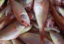 Десятки крупных сазанов погибли в озере в Карагандинской области