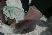 Павлодарец открыл интернет-магазин по продаже наркотиков в мессенджере